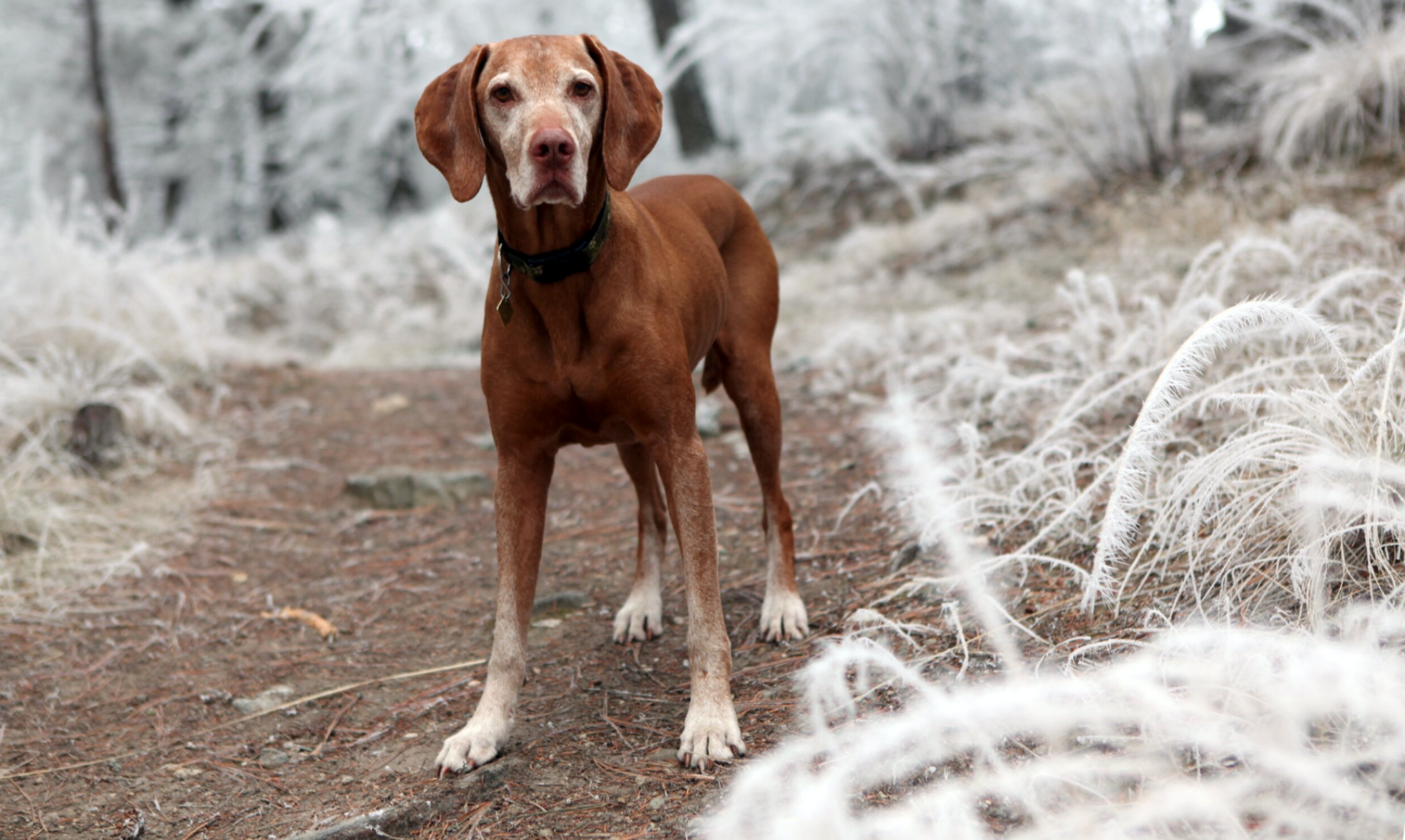 Chien en bonne santé