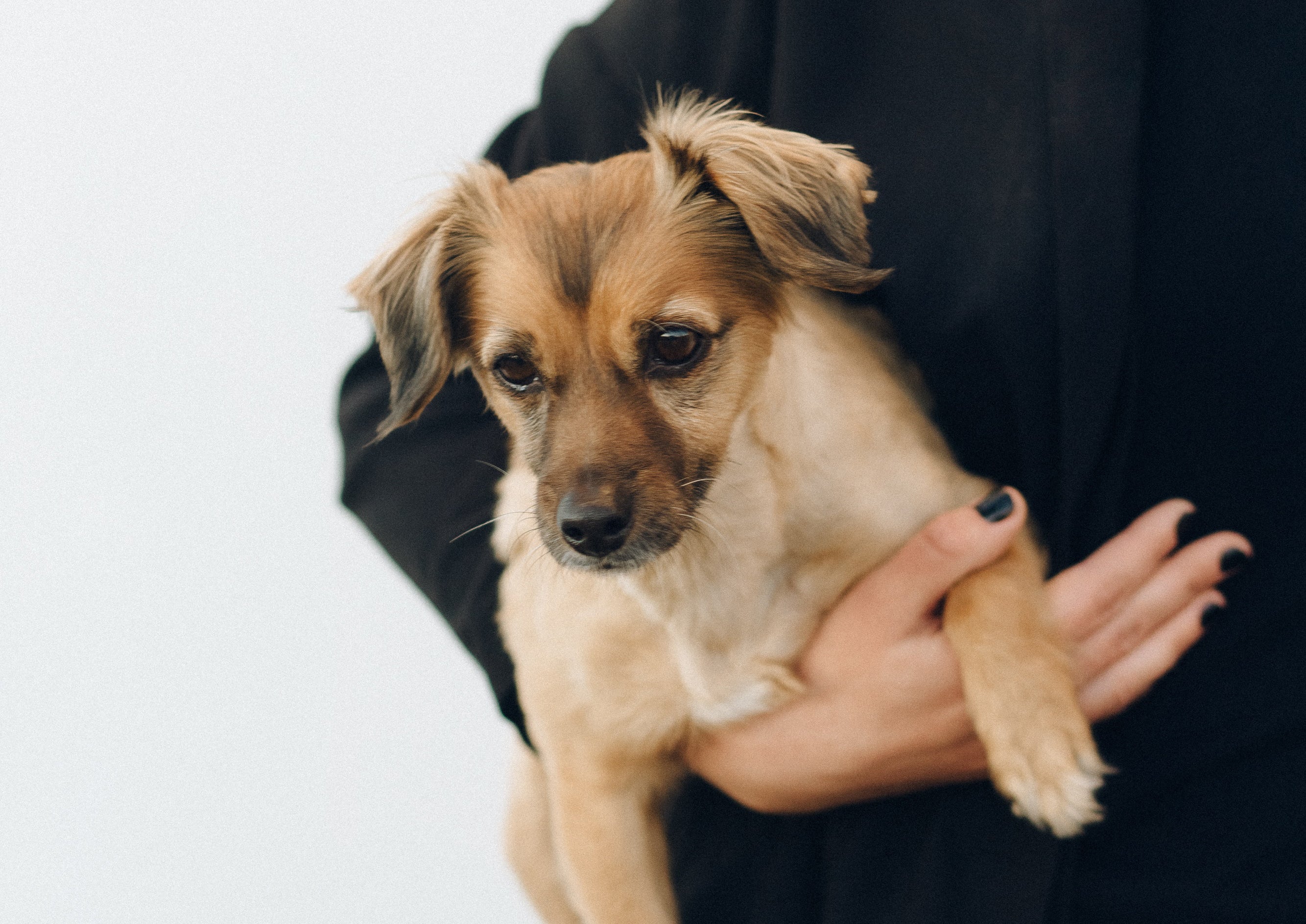 L'effet magique des chiens