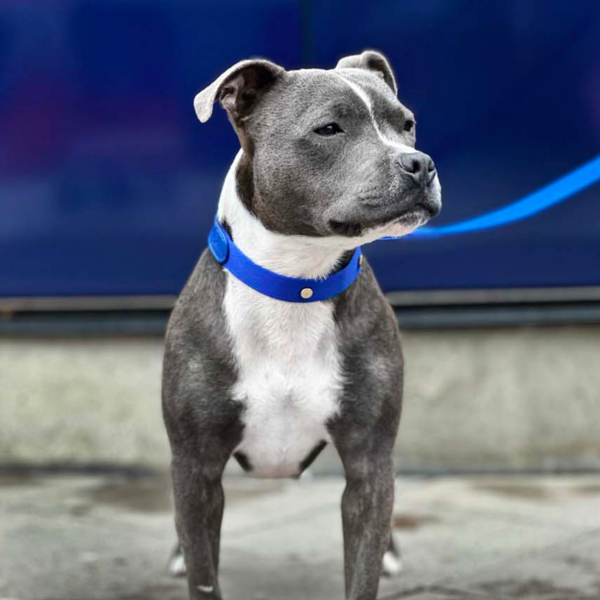 Blue Dog Collar