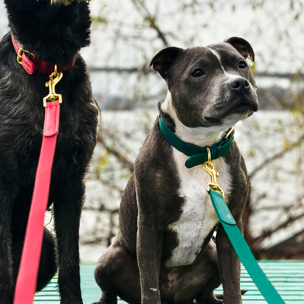 Green Dog Leash