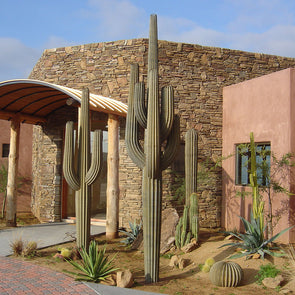 Garden Statues - The Saguaros | Desert Steel Co.