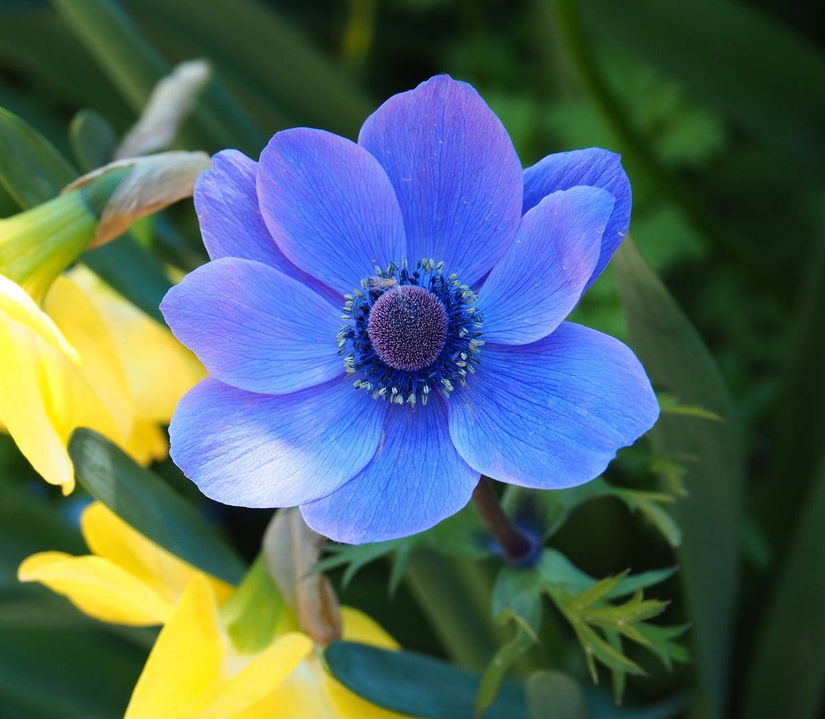 International Flower Day 2020 Elizabeth Marsh Floral Design EMFD