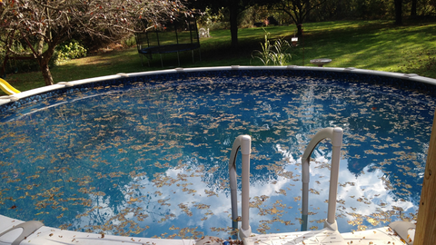 pollen from trees in pool