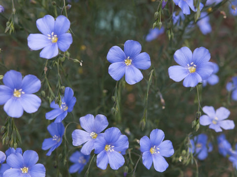 flax plant