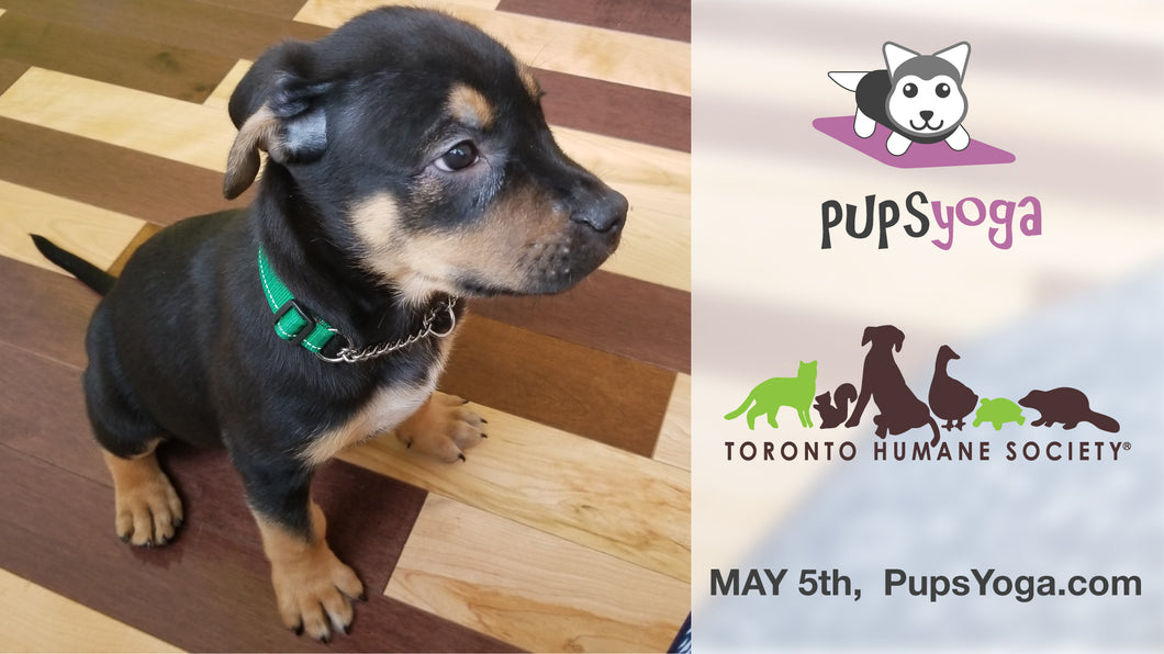 toronto spca dogs