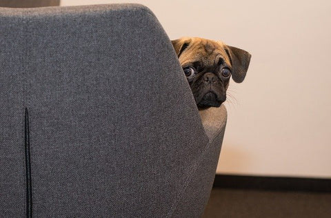 Pug on a couch