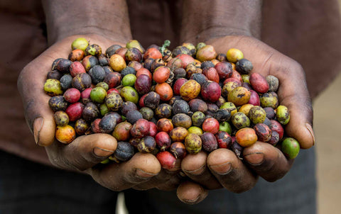 Tanzanian Coffee Beans