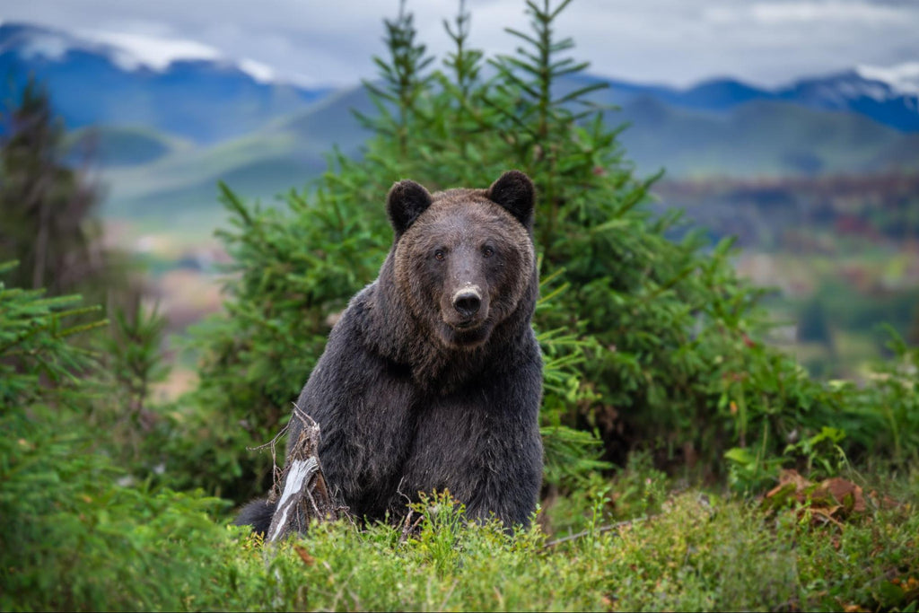Close up of Bear while hunting