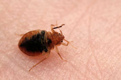 what kills bed bugs naturally