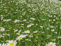 field of chamomile flowers