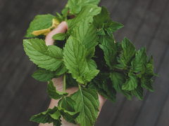 peppermint plant leaves in a hand