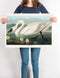 Common American Swan from Birds of America Poster Illustration Print On Canvas, Wall Hanging Decor Picture.Vintage FrogPictures & Prints