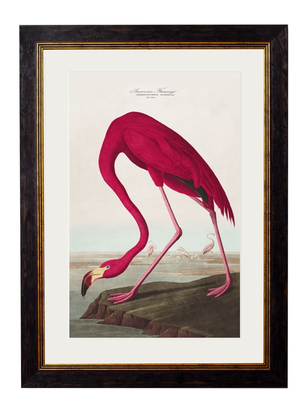 flamingo painting 1800s