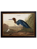 Framed Audubon's Heron Prints - Referenced From 1838 Hand Coloured Aubudon PrintsVintage Frog T/APictures & Prints