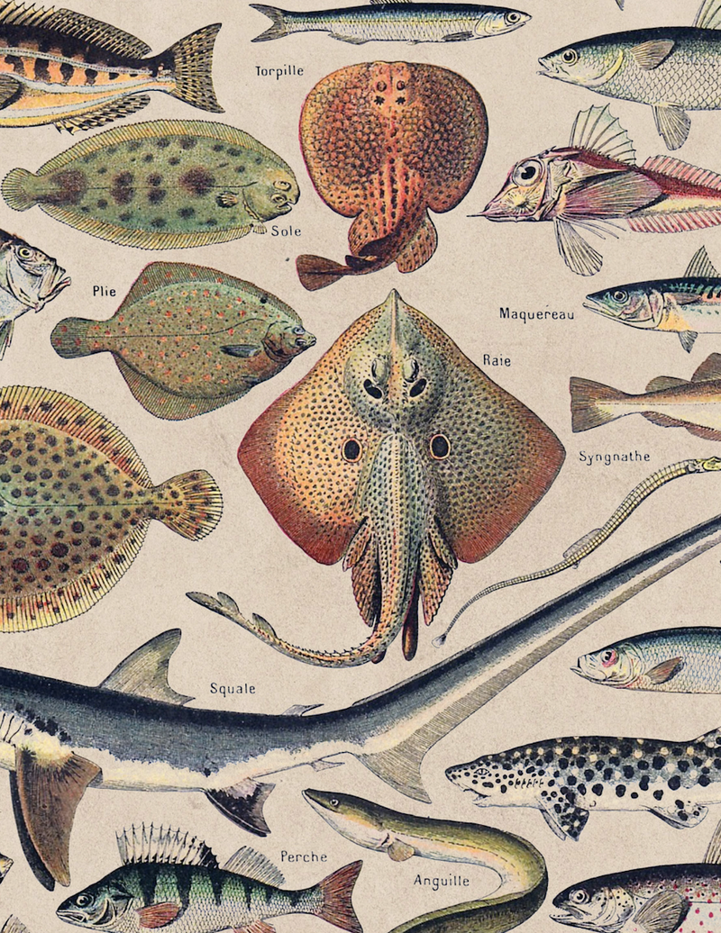 Nautical Creatures, Classic Vintage Sea Creatures Illustrated Chart by ...