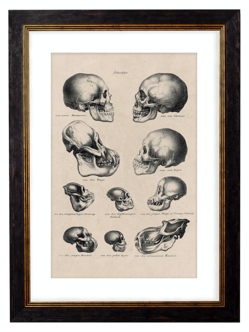 vintage skull art