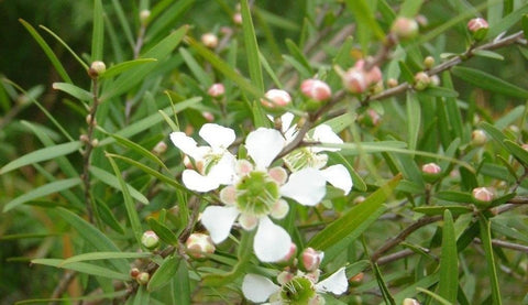 Melaleuca alternifolia - Wikipedia