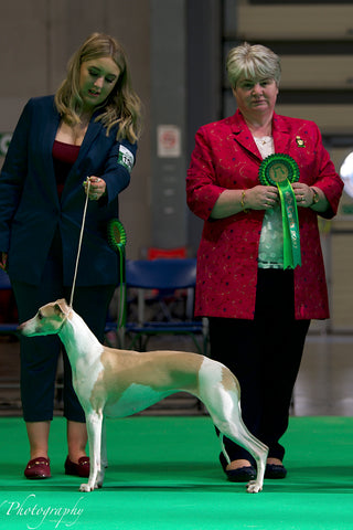 crufts-winner-pink-silk-jacket