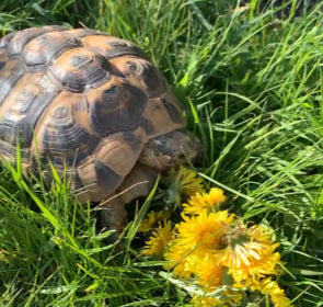 Tortoise eating dandelions in the garden