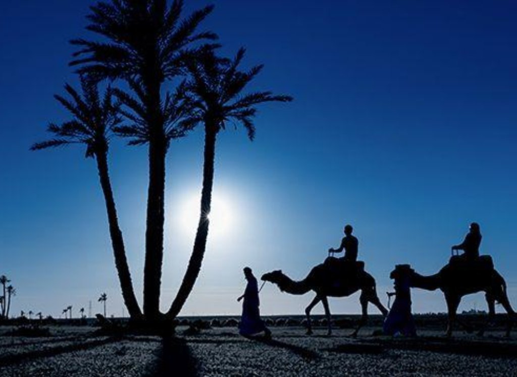 La Palmeraie De Marrakech En Chameau Au Coucher Du Soleil