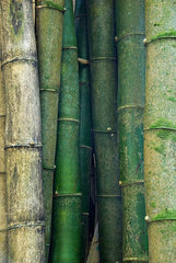 Cultivate Bamboo Color Inspo | Bibilo