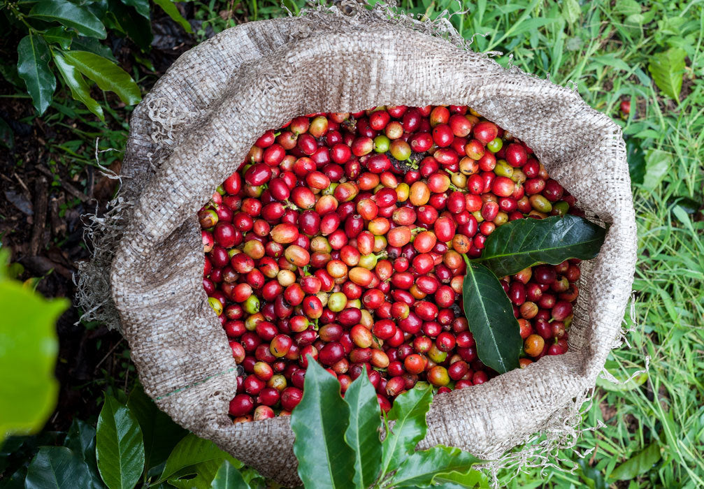 Coffee cherries at La marianela farm in Colombia