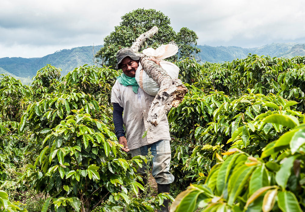 Coffee worker among coffee plants in La Marianela farm (Colombia)