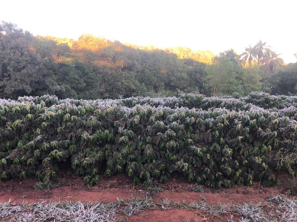 Coffee frost in Brazil
