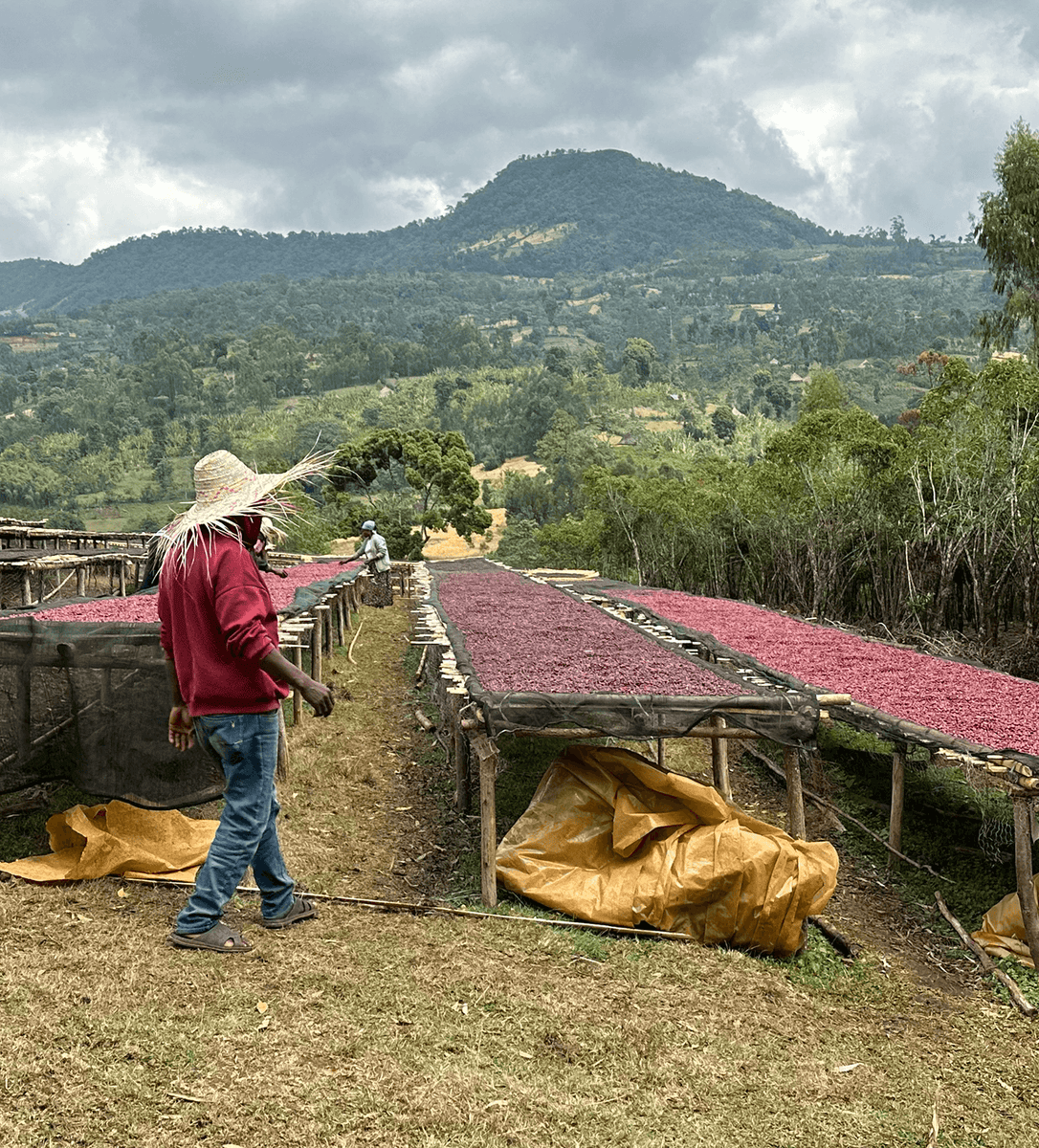 Ethiopia Nigusse Nare Single Origin Espresso