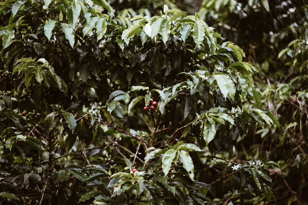 Coffee farm in Colombia.