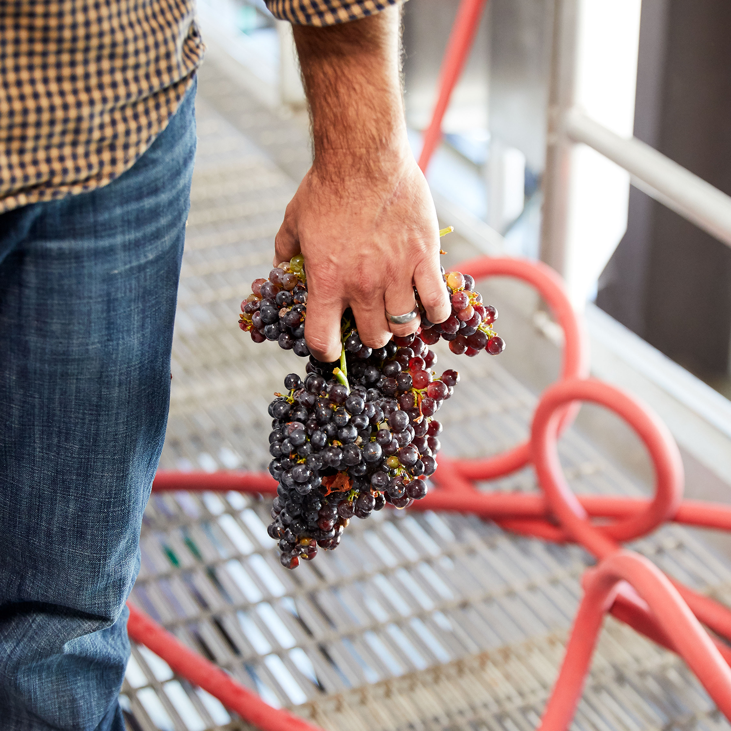 The almighty wine grape during harvest.