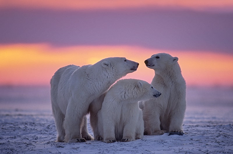 Polar bear family in Arctic sunset