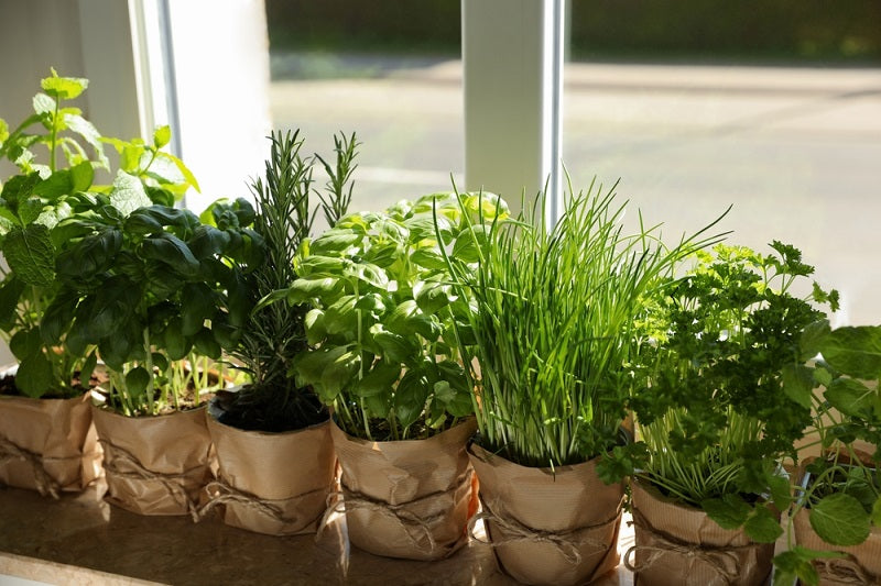 Different aromatic potted herbs on windowsill