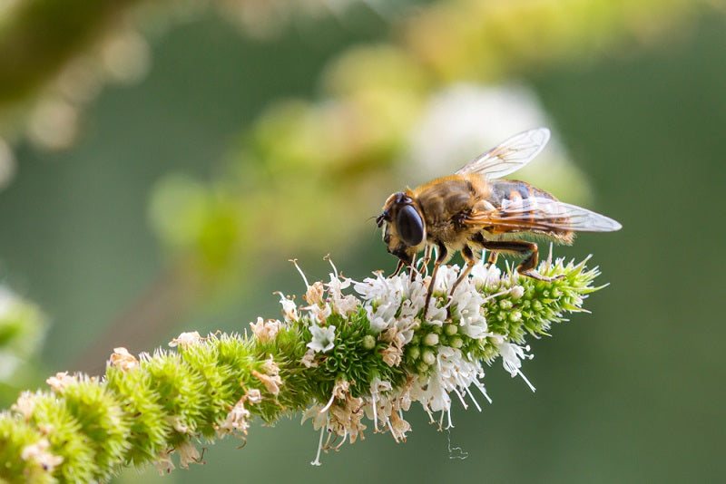 Why Is Biodiversity Important to Ecosystems 1