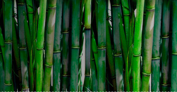 Bamboo plant - Reel®