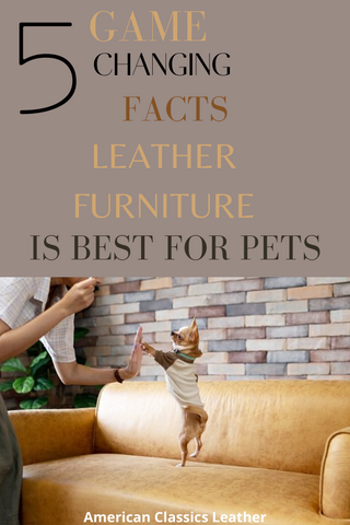 Pet and Kid Friendly Furniture