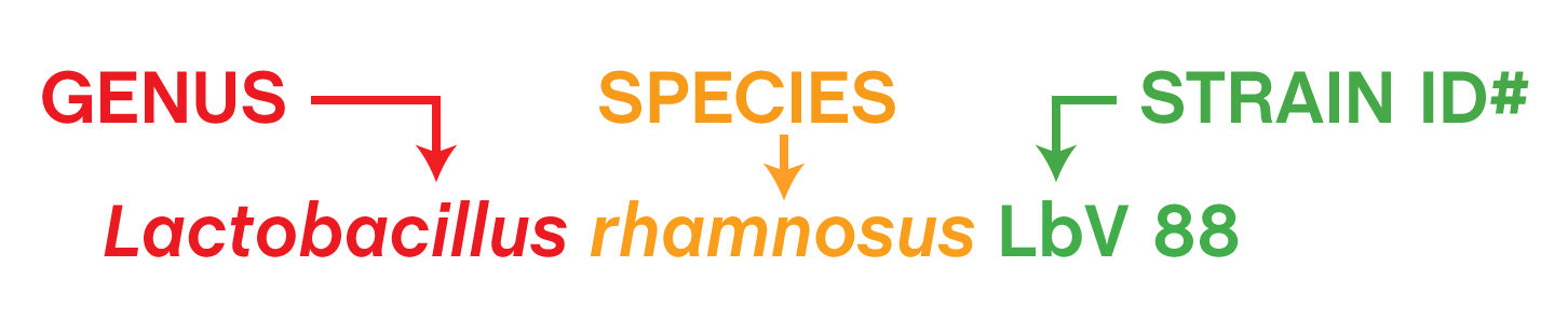 A picture that breaks down the genus, species, and strain identification number in an overall strain name. The example shown uses Lactobacillus rhamnosus LbV 88. In this case, Lactobacillus is the genus, rhamnosus is the species, and LbV 88 is the strain identification