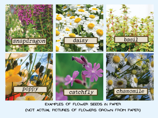 Sample photos of the types of flowers that grow from the seeds embedded in the paper the flower seed cards are printed on.