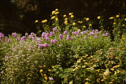 wild flowers for pressing flowers