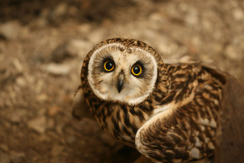 Hibou des marais - Espèce en voie de disparition