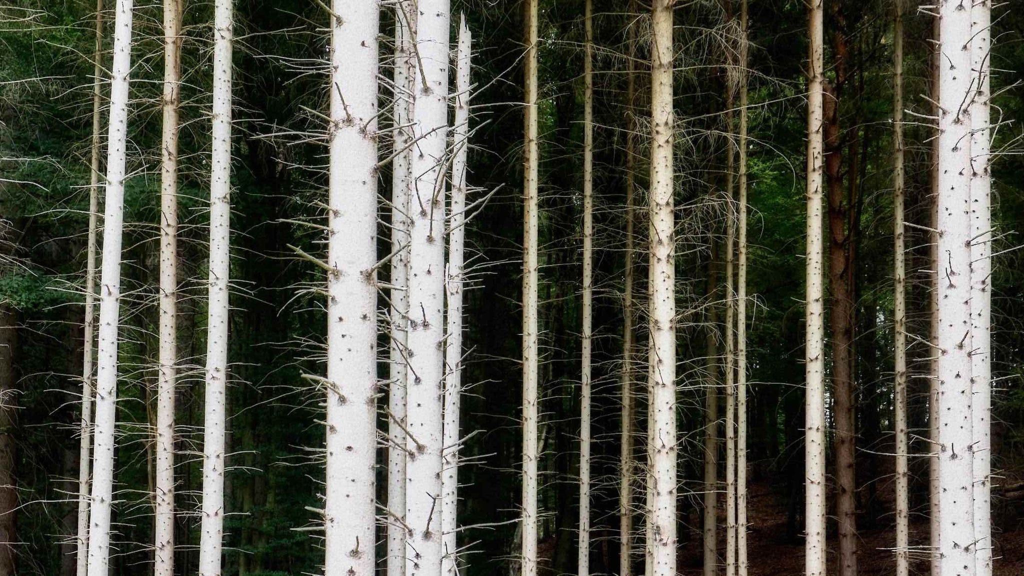 fyrretræer der står i den mørke skov