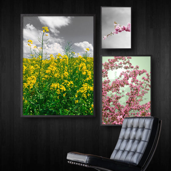 billedvæg med tre blomsterplakater fra foråret
