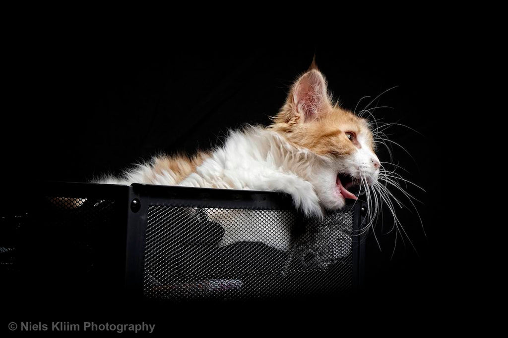  maine coon cat lying in a basket with tongue out of mouth 