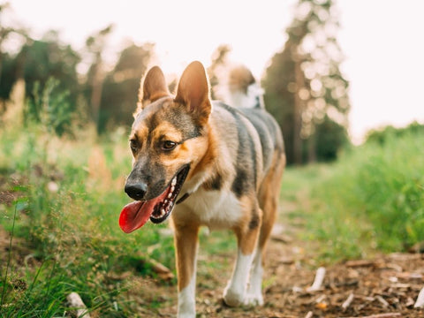 A dog exploring nature