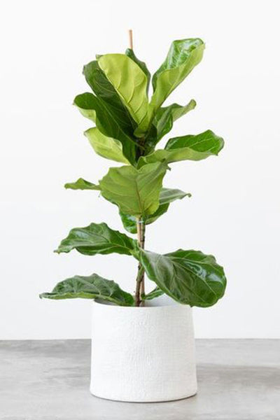 KIN Houseplants Fiddle Leaf Fig