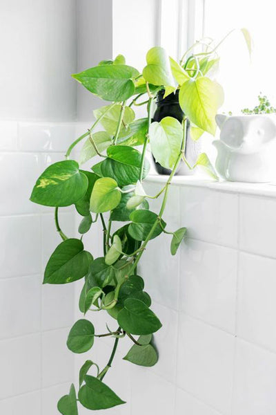 KIN Houseplants Pothos