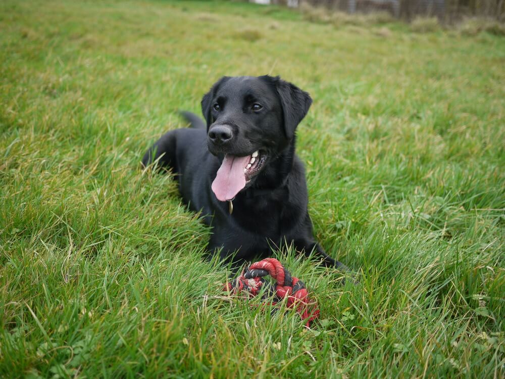 Ozzie - The Black Lab