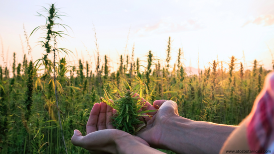 Person in hemp farm