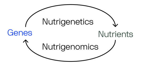 Nutrigenetics and nutrigenomics infographic