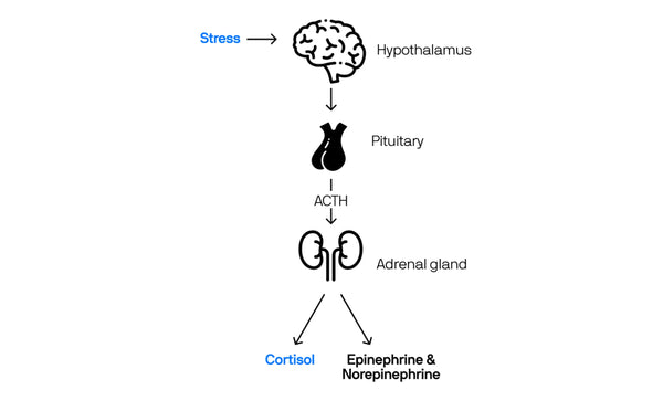 Diagram of how external stress process through the body and effects cortisol